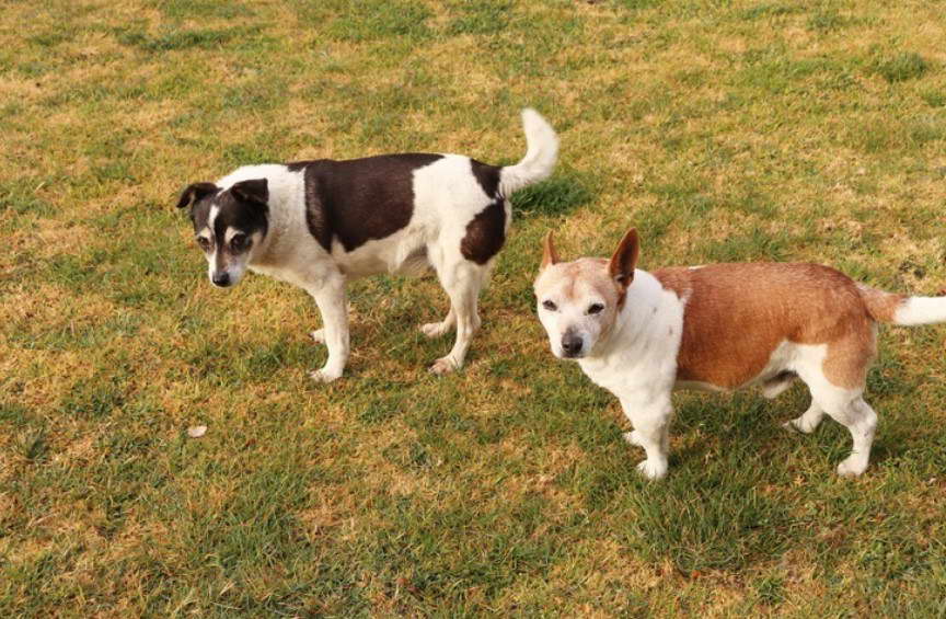 Toy Fox Terrier Jack Russell Mix