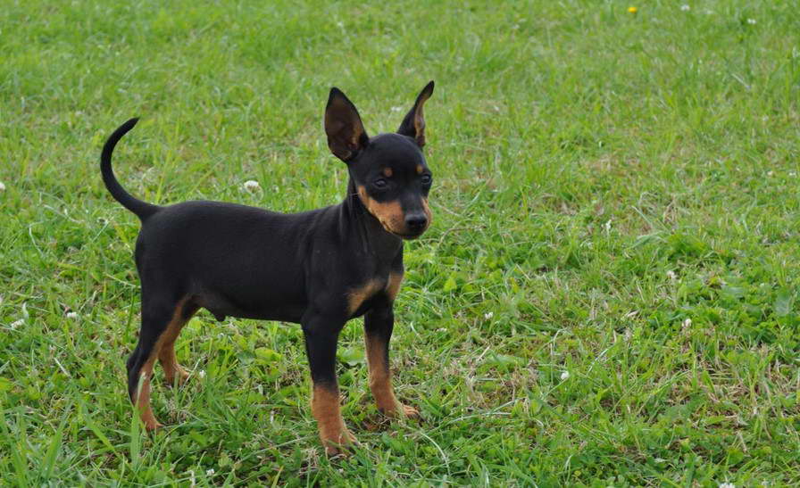 Toy Terrier For Sale