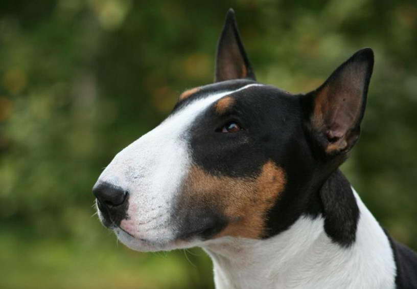 Tricolor Bull Terrier