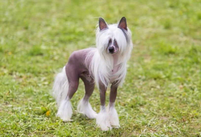 Ugliest Dog Bull Terrier