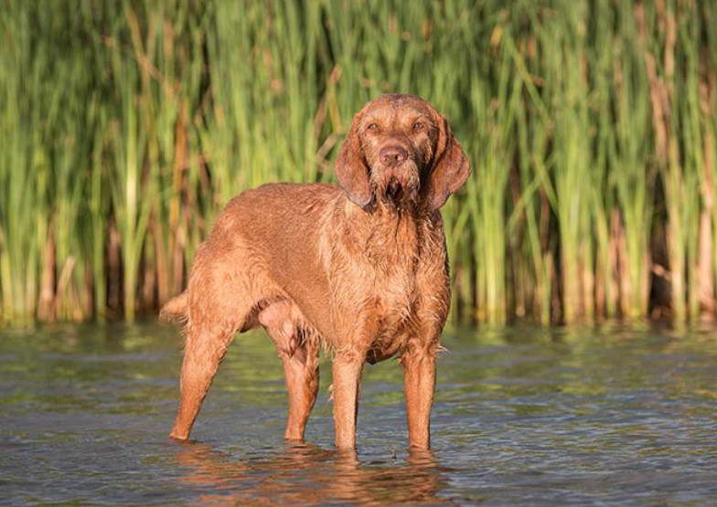 Vizsla Terrier Mix