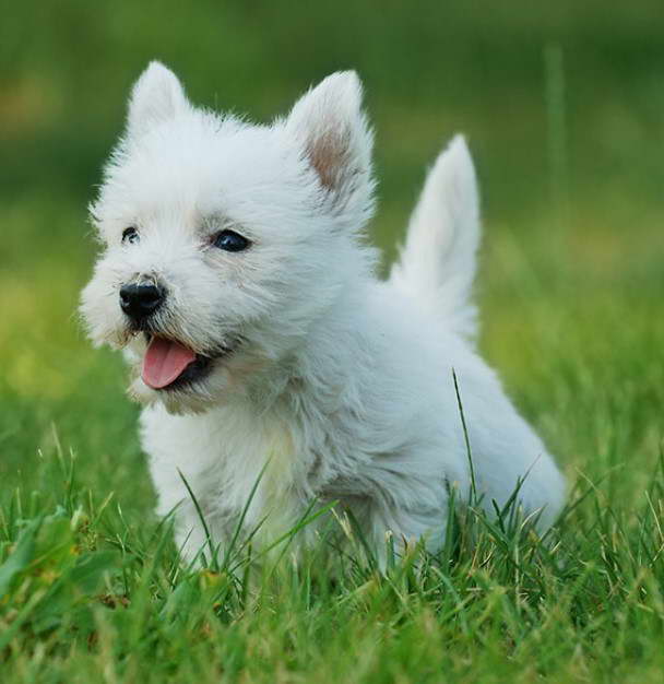 West Highland Terrier For Sale Ohio