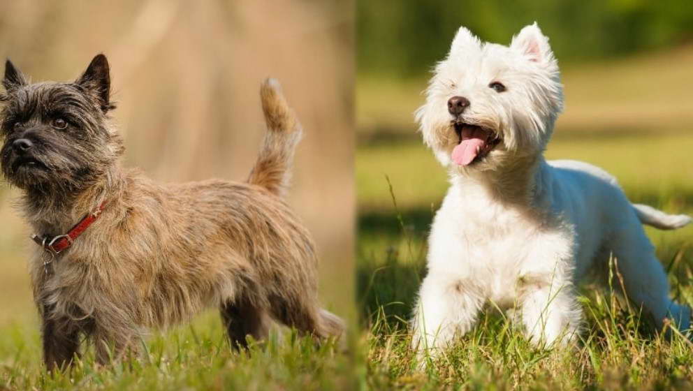 West Highland Terrier Shed