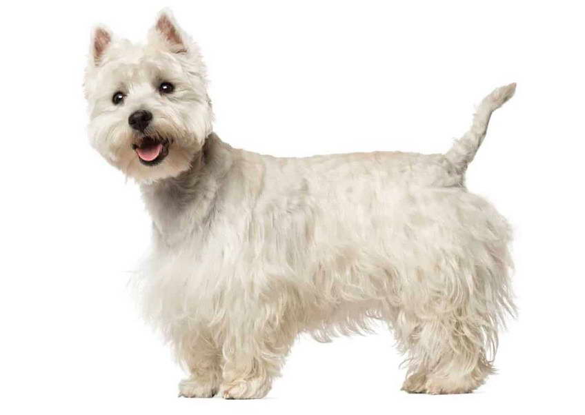 West Highland White Terrier Club of America