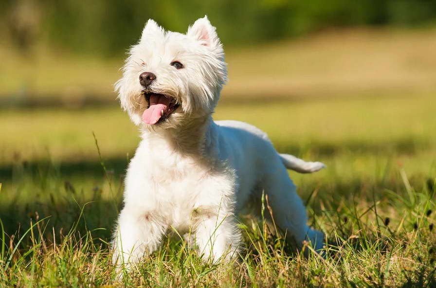 West Highland White Terrier Cost