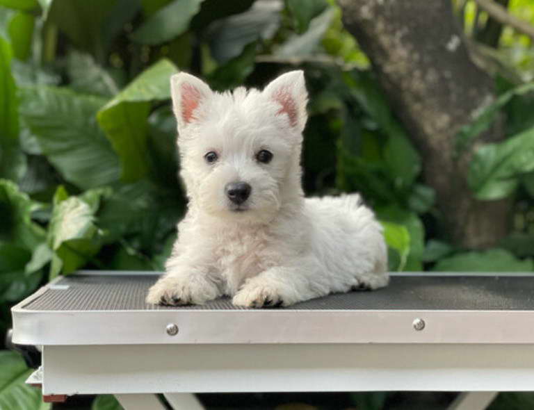 West Highland White Terrier Near Me