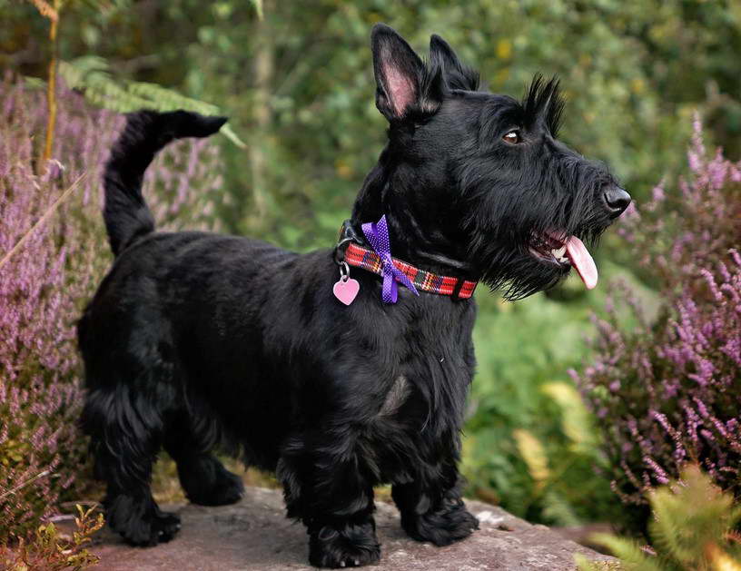 Wheaten Scottish Terrier Puppies