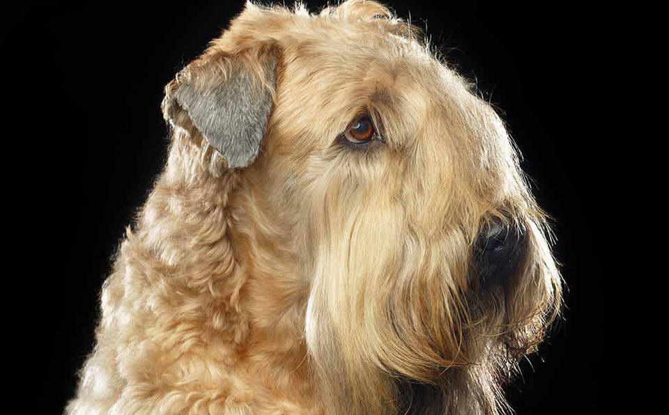 Wheaten Terrier Breeders New England