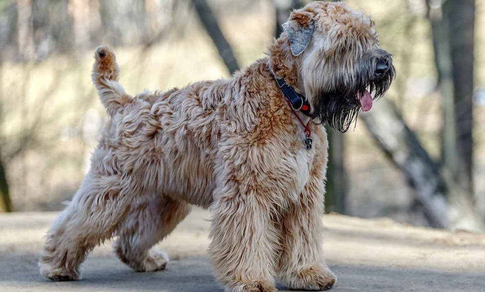 Wheaten Terrier Indiana