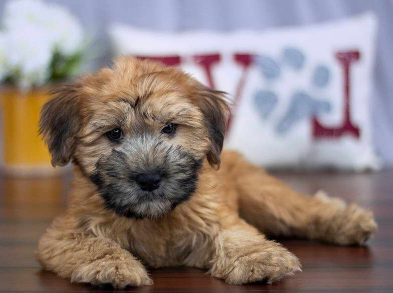 Wheaten Terrier Ohio