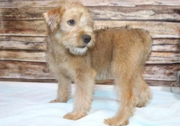 Wheaten Terrier Oregon