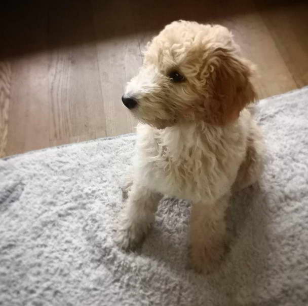 Wheaten Terrier Poodle Mix For Sale