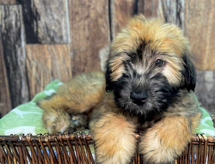 Wheaten Terrier Puppies Florida