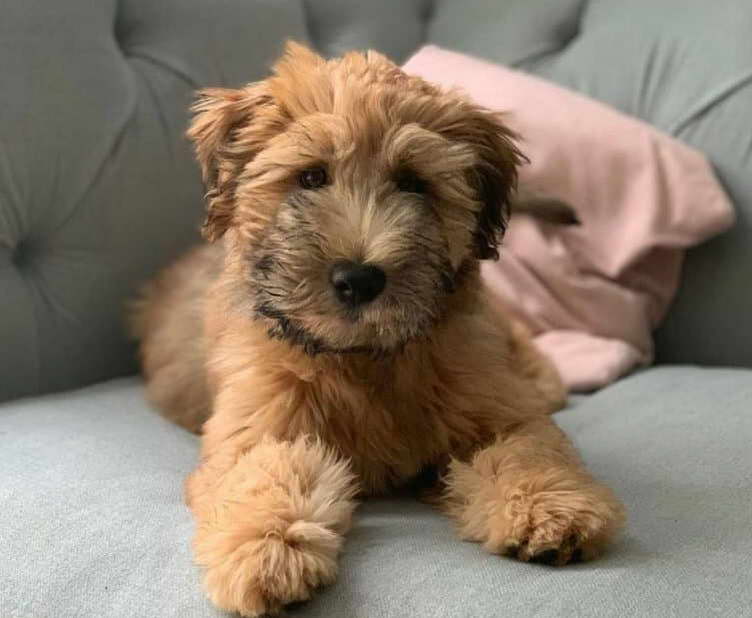 Wheaten Terrier Schnauzer Mix