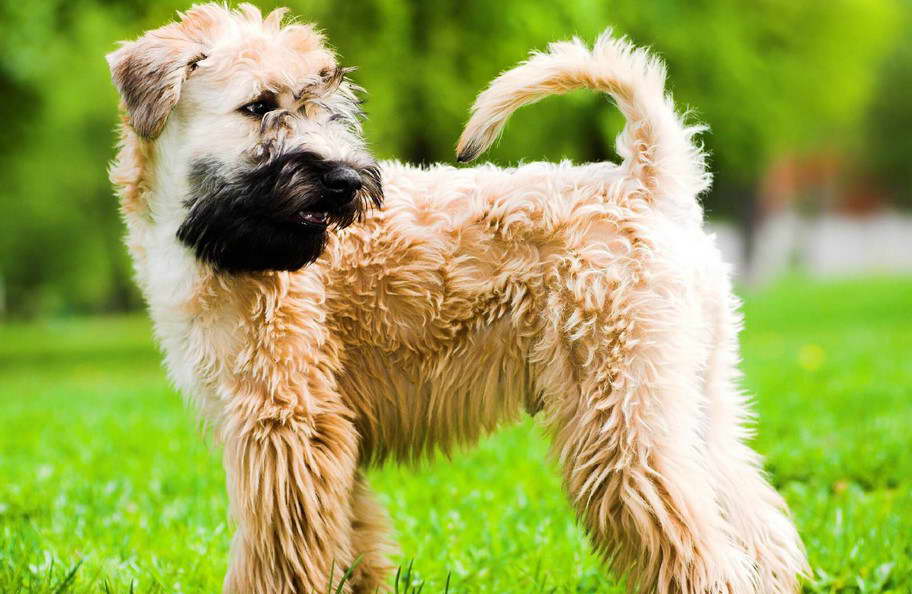 Wheaten Terrier Tail