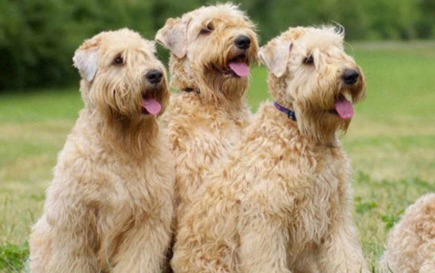 Wheaten Terrier Wisconsin