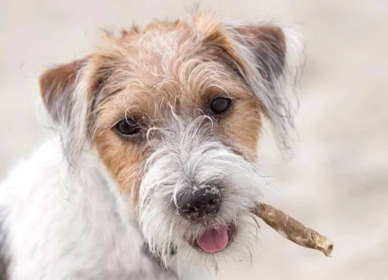 White Jack Russell Terrier Long Hair