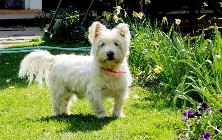 White Terrier For Sale