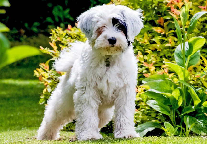 White Tibetan Terrier