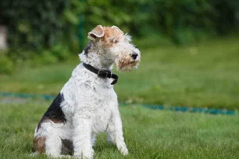 Wire Fox Terrier Grooming