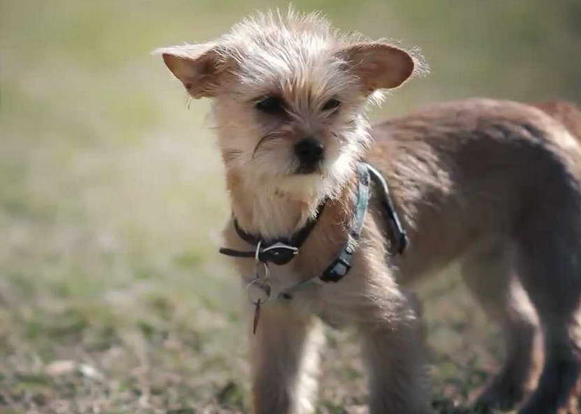 Wire Haired Fox Terrier Chihuahua Mix