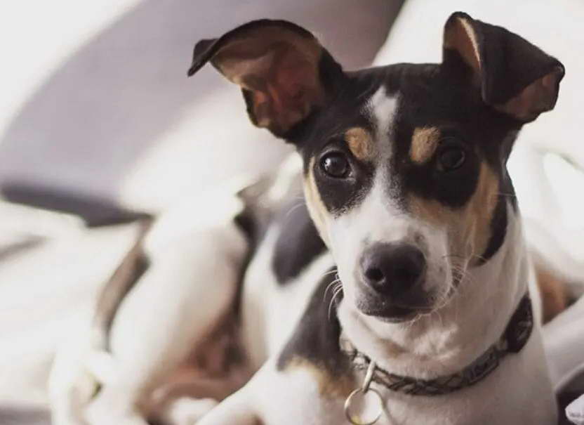 Wire Haired Terrier Beagle Mix