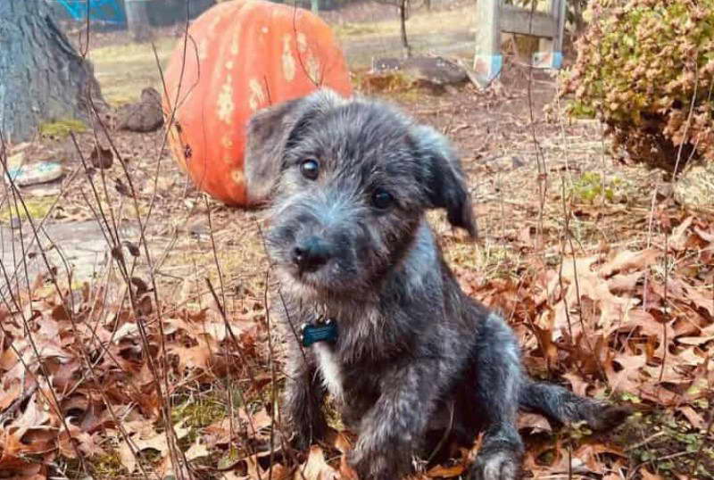 Wire Haired Terrier Lab Mix