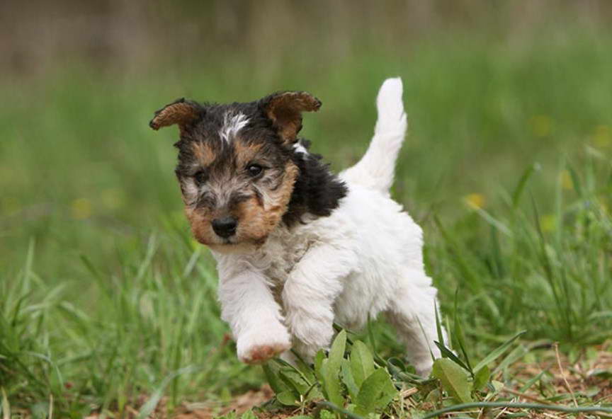 Wirehaired Fox Terrier Breeders