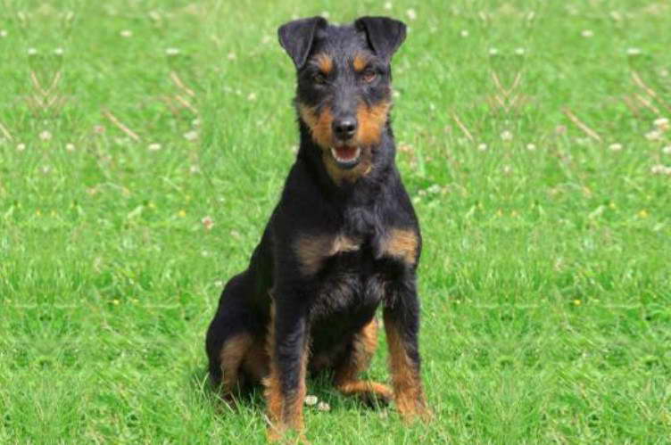 YAG Terrier