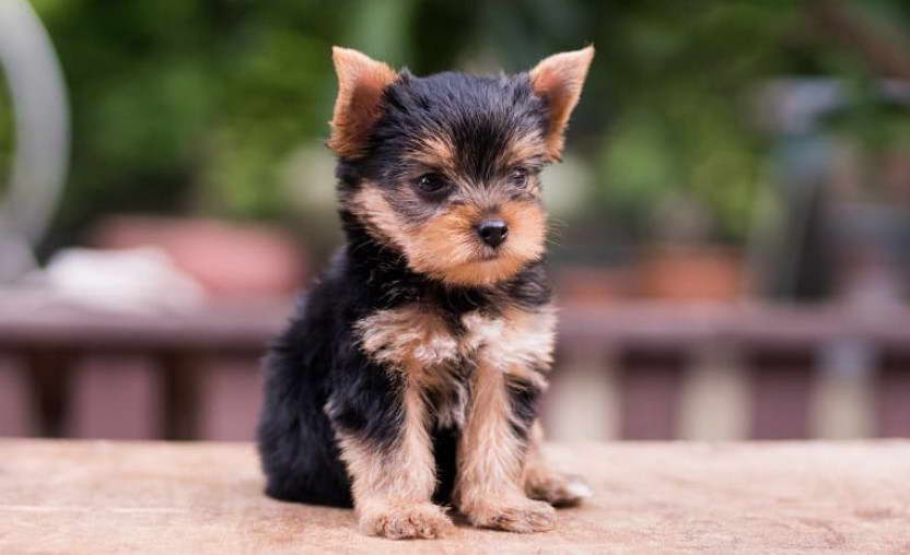 Yorkie Rat Terrier