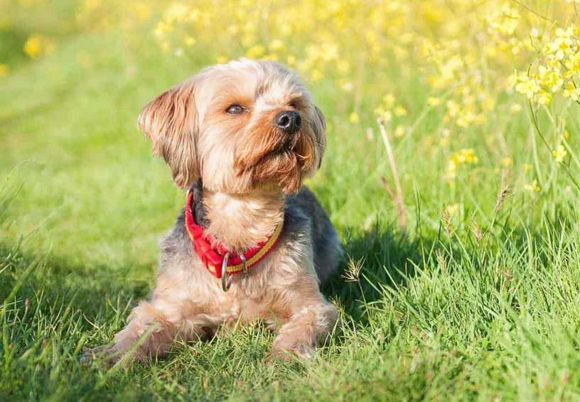 Yorkshire Terrier Breeders in Florida