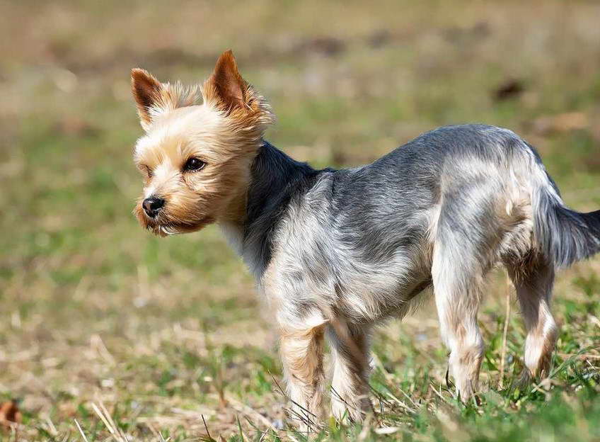 Yorkshire Terrier Chihuahua