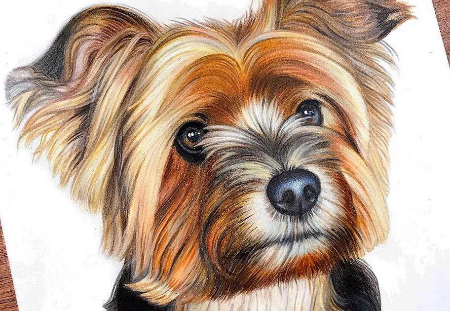 Yorkshire Terrier Drawing