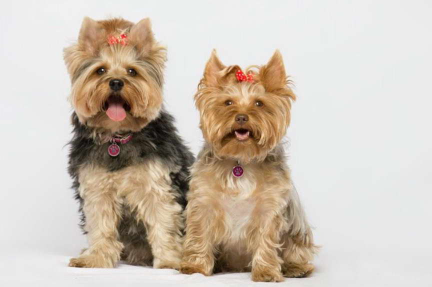 Yorkshire Terrier Photos