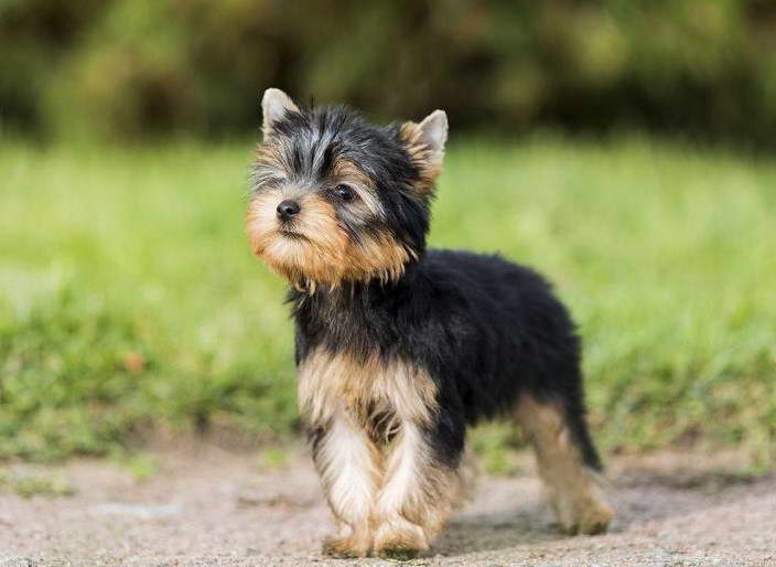 Yorkshire Terrier Price Range