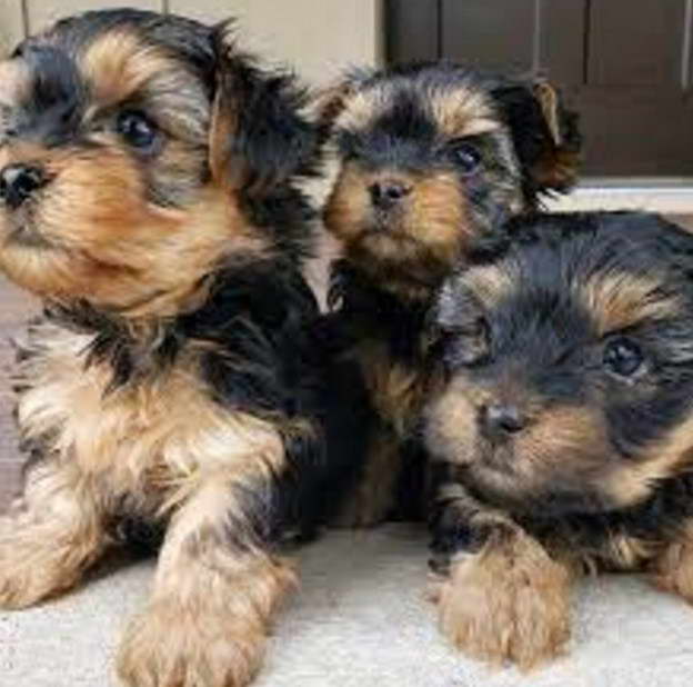 Yorkshire Terrier Puppy Price