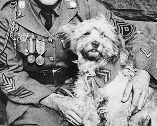 Yorkshire Terrier Who Served As A War Dog Crossword