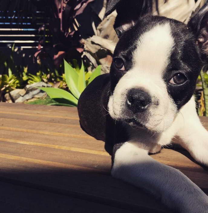 11 Week Old Boston Terrier