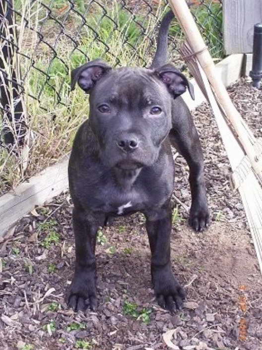 5 Month Old Staffordshire Bull Terrier