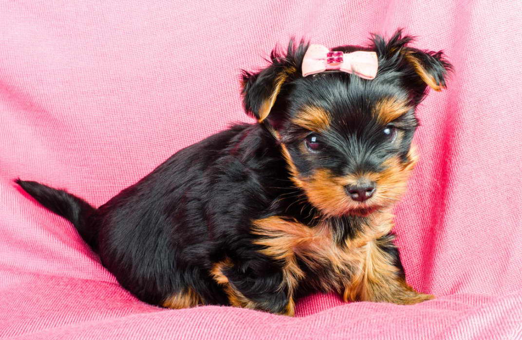 8 Week Old Yorkshire Terrier Puppy