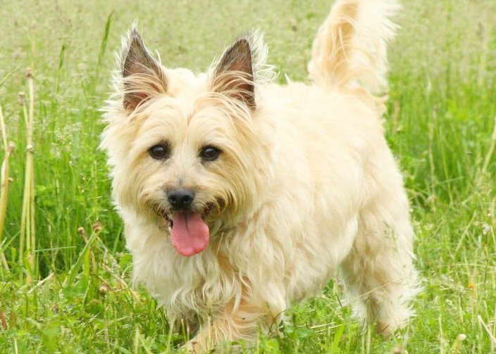 Cairn Terrier Health Issues