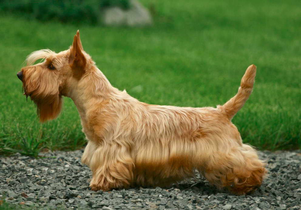 Aberdeen Terrier Rescue