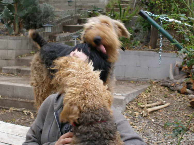 Airedale Terrier Attack