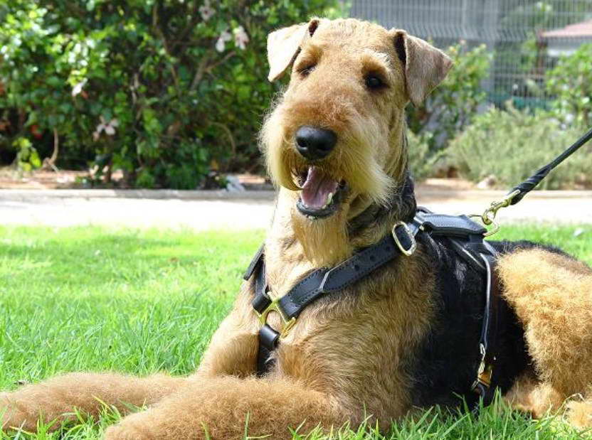 Airedale Terrier Blog