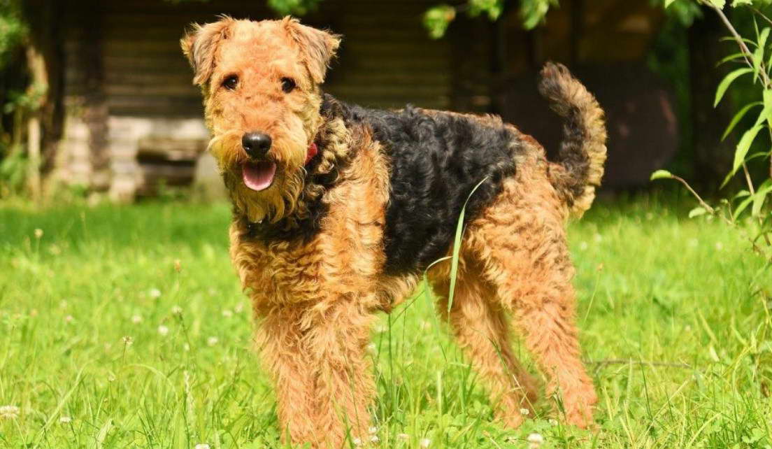 Airedale Terrier Cut