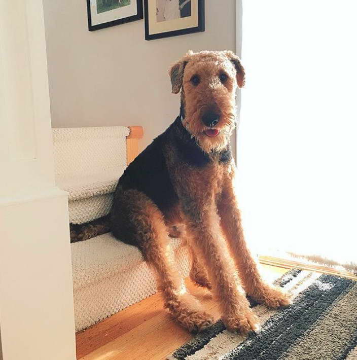 Airedale Terrier Instagram