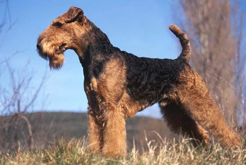 Airedale Terrier Michigan