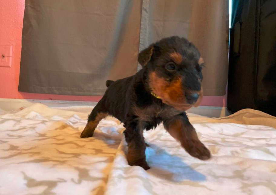 Airedale Terrier Puppies For Sale In Colorado