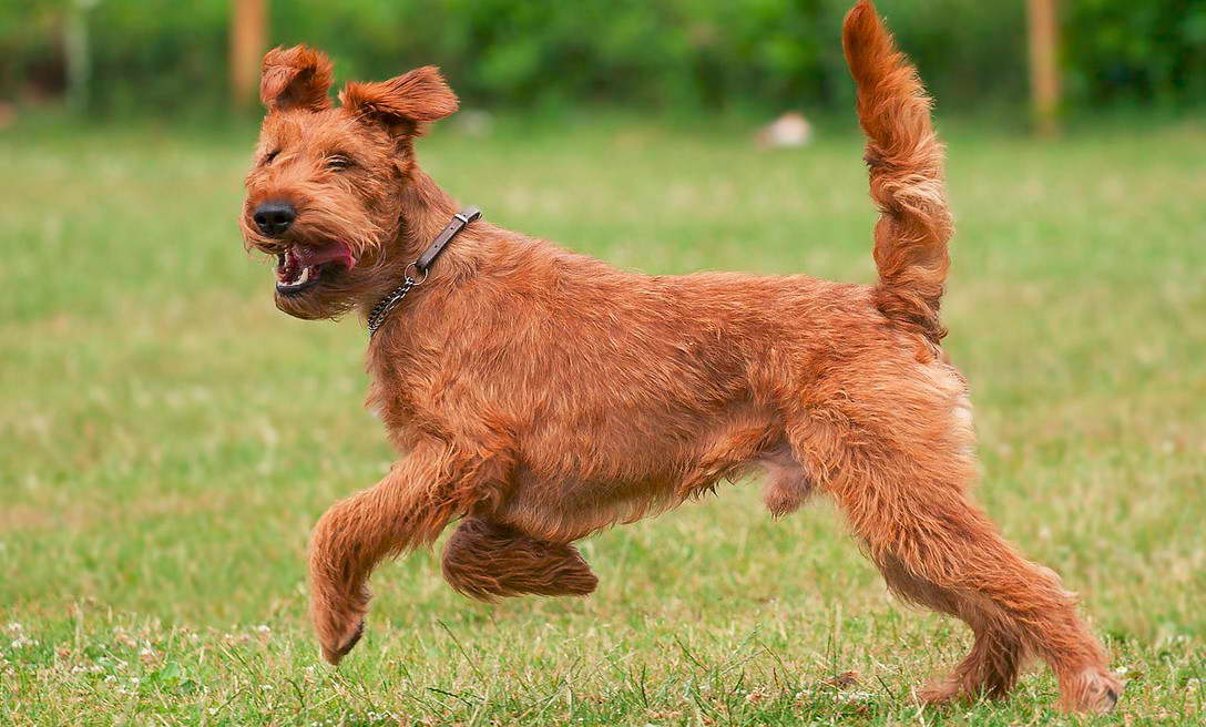 Airedale Terrier Puppies For Sale Ireland