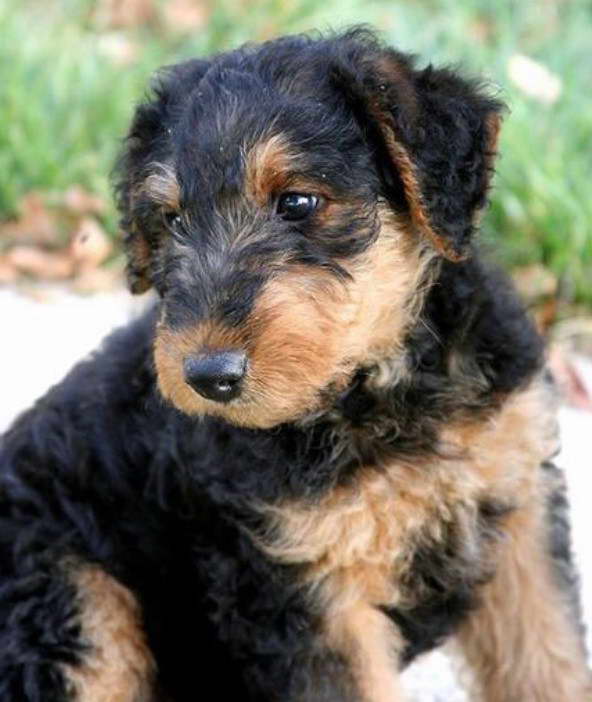 Airedale Terrier Puppies For Sale Scotland